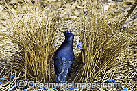 Satin Bowerbird male in bower Photo - Gary Bell