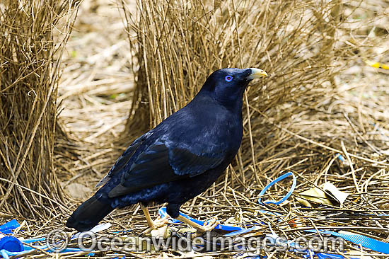 Satin Bowerbird male in bower photo