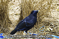 Satin Bowerbird male in bower Photo - Gary Bell