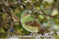 Satin Bowerbird female Photo - Gary Bell