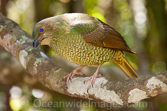 Satin Bowerbird Ptilonorhynchus violaceus photo