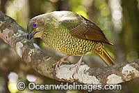 Satin Bowerbird Ptilonorhynchus violaceus Photo - Gary Bell