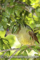 Satin Bowerbird female Photo - Gary Bell