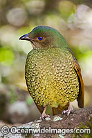 Satin Bowerbird Ptilonorhynchus violaceus Photo - Gary Bell