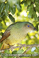 Satin Bowerbird female Photo - Gary Bell
