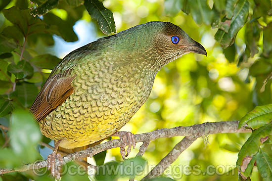 Satin Bowerbird Ptilonorhynchus violaceus photo Satin Bowerbird Ptilonorhynchus violaceus photo