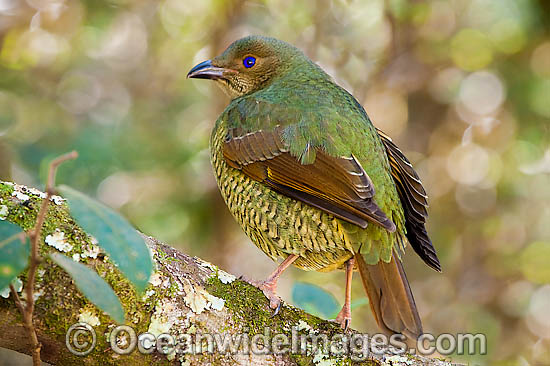 Satin Bowerbird female photo Satin Bowerbird female photo