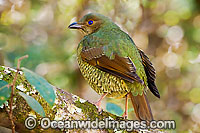 Satin Bowerbird female Photo - Gary Bell