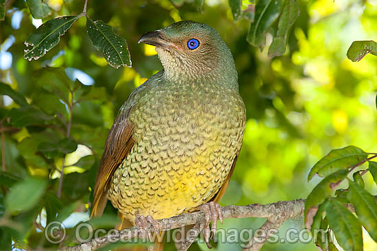 Satin Bowerbird Ptilonorhynchus violaceus photo Satin Bowerbird Ptilonorhynchus violaceus photo