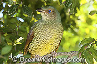 Satin Bowerbird Ptilonorhynchus violaceus Photo - Gary Bell