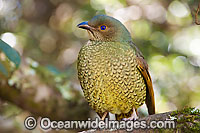 Satin Bowerbird female Photo - Gary Bell