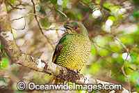 Satin Bowerbird female Photo - Gary Bell
