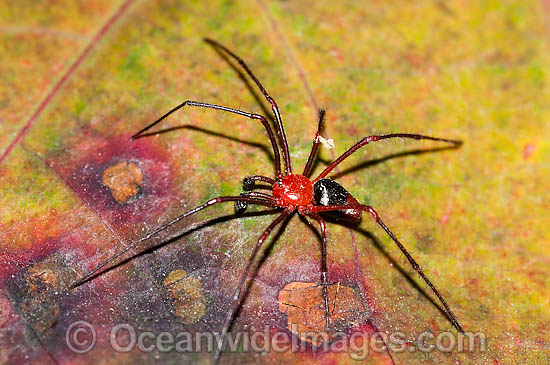 Garden Spider photo Garden Spider photo