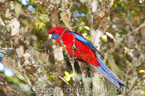 Crimson Rosella photo
