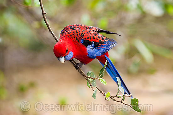 Crimson Rosella photo