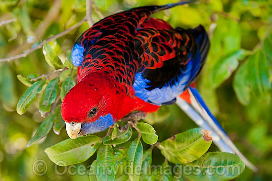 Crimson Rosella Platycercus elegans elegans photo