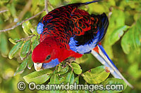 Crimson Rosella Platycercus elegans elegans Photo - Gary Bell