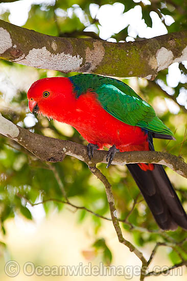 King Parrot Alisterus scapularis photo