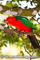 King Parrot Alisterus scapularis Photo - Gary Bell