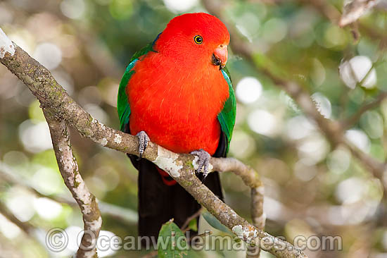 King Parrot Alisterus scapularis photo