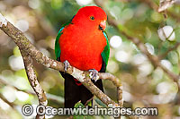 King Parrot Alisterus scapularis Photo - Gary Bell