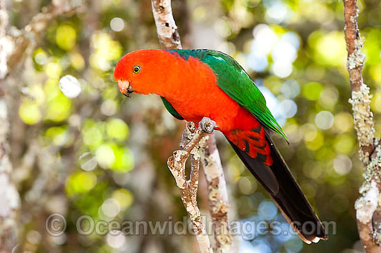 Australian King Parrot male photo