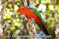 Australian King Parrot male Photo - Gary Bell