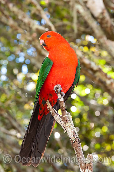 King Parrot Alisterus scapularis photo