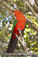 King Parrot Alisterus scapularis Photo - Gary Bell