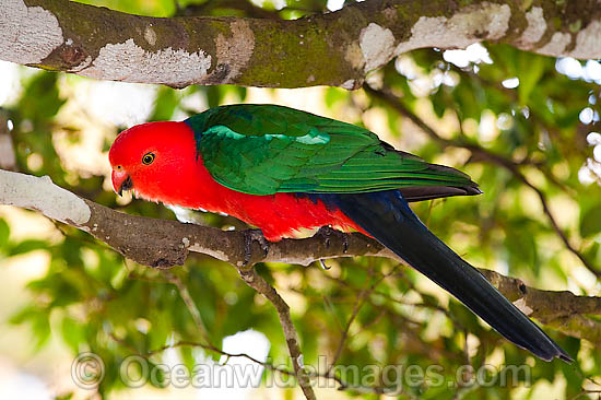 Australian King Parrot male photo