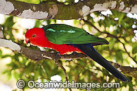Australian King Parrot male Photo - Gary Bell