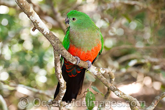 Australian King Parrot female photo