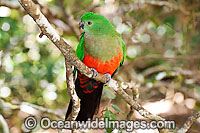 Australian King Parrot female Photo - Gary Bell
