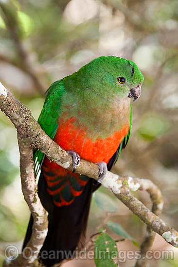 King Parrot Alisterus scapularis photo