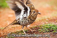 Bassian Thrush Photo - Gary Bell