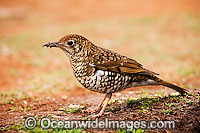 Bassian Thrush Zoothera lunulata Photo - Gary Bell