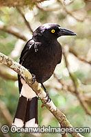Pied Currawong Strepera graculina Photo - Gary Bell