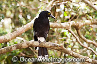 Pied Currawong Strepera graculina Photo - Gary Bell