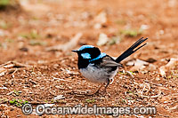 Superb Fairy-wren Malurus cyaneus Photo - Gary Bell