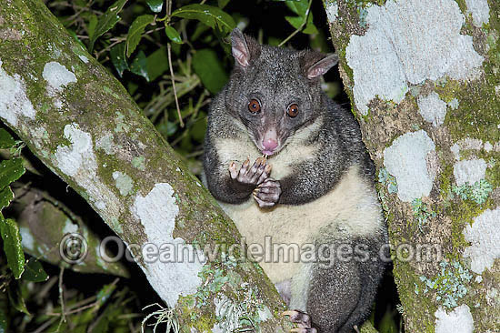 Mountain Brushtail Possum Trichosurus caninus photo Mountain Brushtail Possum Trichosurus caninus photo