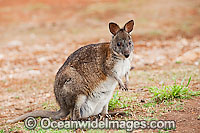 Red-necked Pademelon Thylogale thetis Photo - Gary Bell