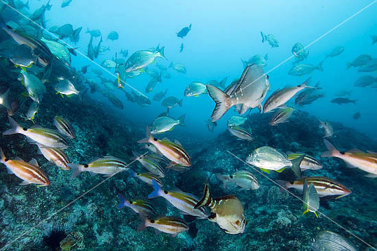 Goatfish Tarwhine and Morwong photo Goatfish Tarwhine and Morwong photo