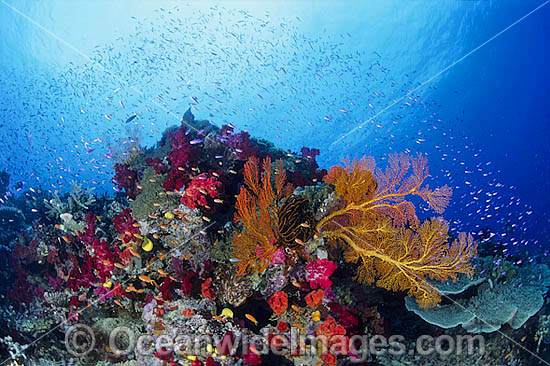 Underwater reef scene photo Underwater reef scene photo