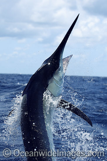 Black Marlin breaching photo Black Marlin breaching photo