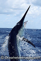 Black Marlin breaching Photo - John Ashley