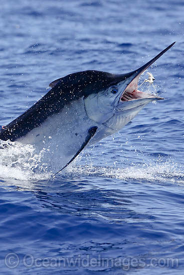 Black Marlin breaching photo Black Marlin breaching photo
