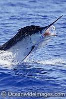 Black Marlin breaching Photo - John Ashley