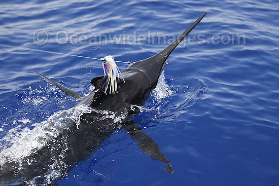 Blue Marlin on surface photo Blue Marlin on surface photo
