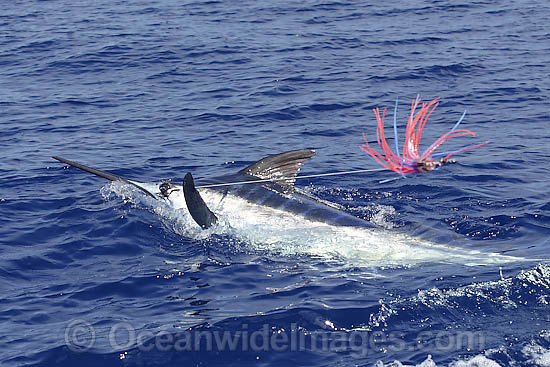 Indo-Pacific Blue Marlin on surface photo Indo-Pacific Blue Marlin on surface photo
