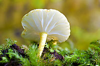 Rainforest Fungi Photo - Gary Bell